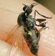 El barigüí ha sido apodado como la mosca negra o que muerde, debido a que deja picaduras en comparación con una mosca normal. Si bien no transmite enfermedades graves, sí puede generar otros síntomas. ¿Cuáles son? ¡Acá te contamos!