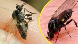 Alerta en Argentina por invasión de la 'mosca negra': Se llama barigüí, muerde y se alimenta de sangre