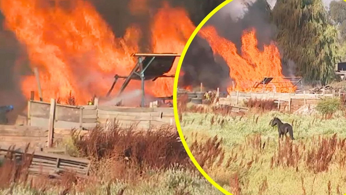 Incendio se registra en fábrica de pallets de Pudahuel: Predio con animales se encuentra cerca de la zona afectada