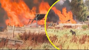 Incendio se registra en fábrica de pallets de Pudahuel: Predio con animales se encuentra cerca de la zona afectada