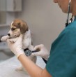 Los seguros para mascotas en Chile crecen con coberturas completas, telemedicina, hospitalización y beneficios extras. Conoce precios, requisitos y opciones para perros, gatos y animales exóticos.