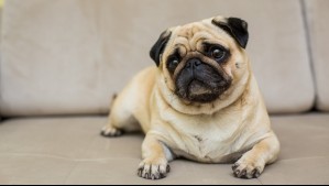 Estas razas requieren especial cuidado en días de calor