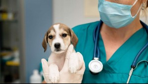 Chile podría recibir una nueva clínica veterinaria de alta complejidad: Sería la primera de este tipo