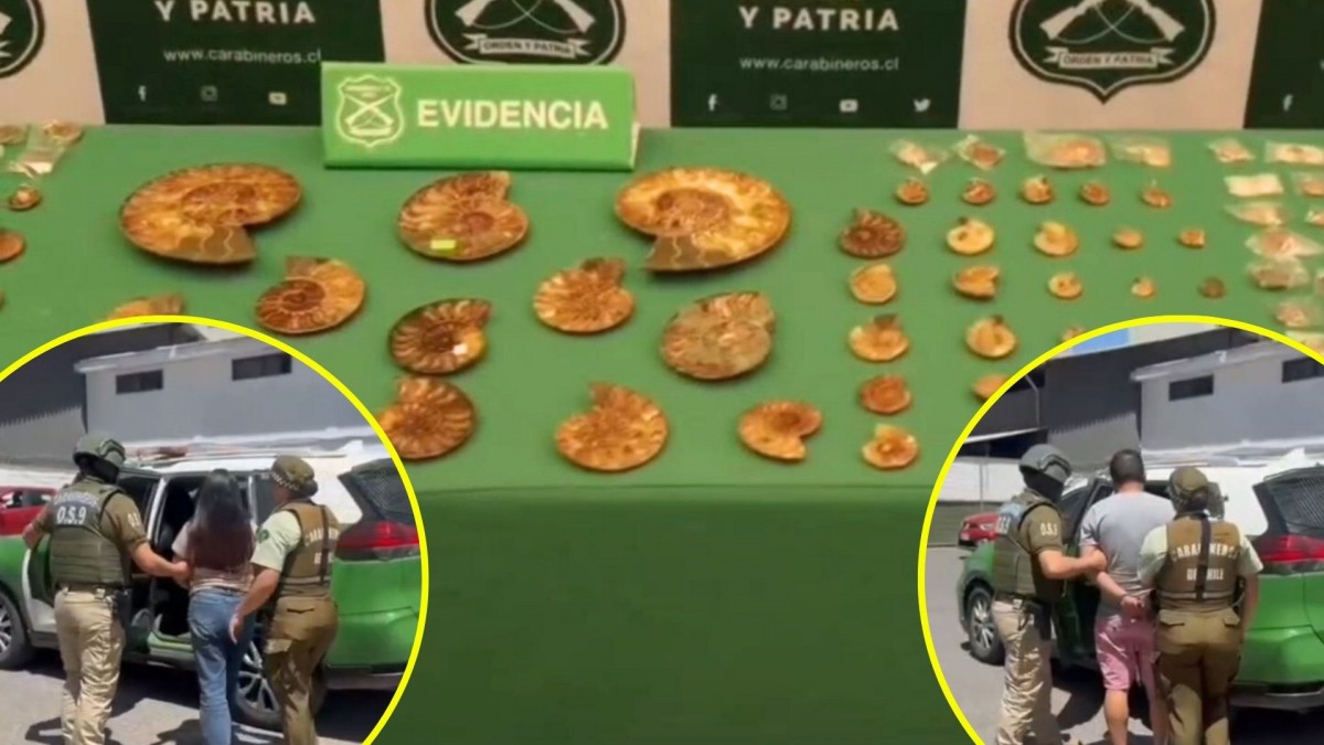 Dos detenidos por vender fósiles en Meiggs: Hallan 400 amonites tras fiscalización por falsificación de productos