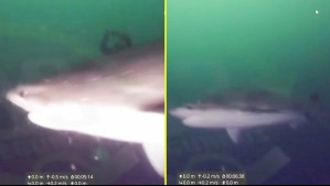 Pasó a centímetros de la cámara: Video muestra a tiburón de cuatro metros que se acerca a buzos en Puerto Montt