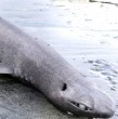 Un tiburón foca apareció muerto en una playa de Asturias, un hallazgo inusual por la profundidad donde vive esta especie. El ejemplar tenía doce huevos y habría muerto tras engancharse en un anzuelo.
