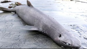 Misterioso hallazgo en playa española: Aparece especie de tiburón que vive en las profundidades del mar