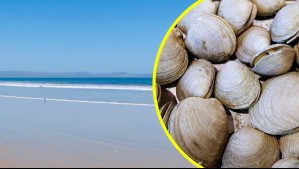 Levantan alerta de marea roja en Tongoy: Permiten nuevamente venta y consumo de mariscos