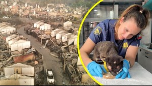 Incendios en Lirquén: PDI pone a disposición veterinarios de su Brigada Canina para atender a animales afectados