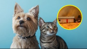 Conoce lo que debe tener un kit de emergencia para mascotas ante desastres naturales