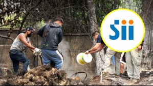 SII anuncia medidas para apoyar a los damnificados por incendios forestales en Ñuble y Biobío