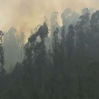 Teniente de Bomberos explicó que la prioridad de Conaf es detener el incendio ubicado en una plantación de árboles de monocultivo, en donde es más rápida su propagación. Foco está a 500 metros de viviendas.