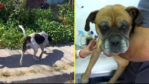 Realizan operativo de rescate de animales en Lirquén: 'Hemos hecho cirugías por quemaduras'