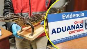 Aduanas encuentra caimán yacaré bebé disecado en equipaje de pasajera en Arica