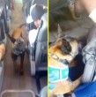 Un hombre fue detenido por Carabineros la tarde del miércoles, luego que un perro policial lo sorprendiera transportando droga al interior de un bus que se movilizaba por la Región Metropolitana.