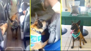 Perro policial delató a pasajero de un bus que escondía droga en su mochila: Momento quedó registrado en un video