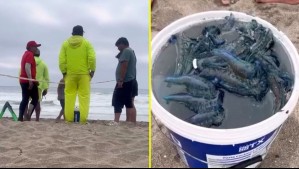 Cierran algunas playas del litoral central por presencia de la fragata portuguesa: ¿Cuáles son y en qué comunas se encuentran?