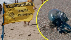 Fragata portuguesa en litoral central: Estas son las playas que se mantienen cerradas por su presencia