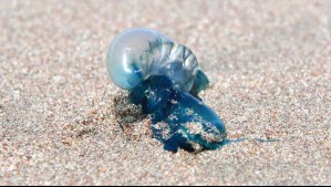 Fragata portuguesa en Chile: ¿En qué playas del litoral central está prohibido el baño?