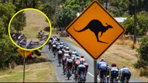 Hizo que competidor perdiera el liderato: Canguro irrumpe en medio del pelotón de avanzada en la vuelta ciclista de Australia