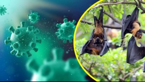 Brote del virus Nipah en India: ¿Cuáles son los síntomas de esta enfermedad que no tiene cura?