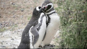 Alertan por caída del 85% en parejas reproductivas del pingüino de Magallanes en isla del sur de Chile