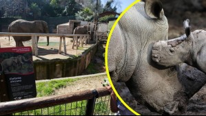 Usuarios reportan caída en sitio web del Zoológico Metropolitano para comprar entradas: Tickets son gratuitos