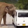 Un grupo de turistas rusos debió escapar de un enorme elefante que los atacó mientras iban en una mini van en Sri Lanka. Afortunadamente, no se reportaron heridos. Así quedó el vehículo.