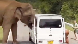 Video capta momento cuando elefante ataca a turistas rusos que iban en un vehículo: Debieron correr por su vida