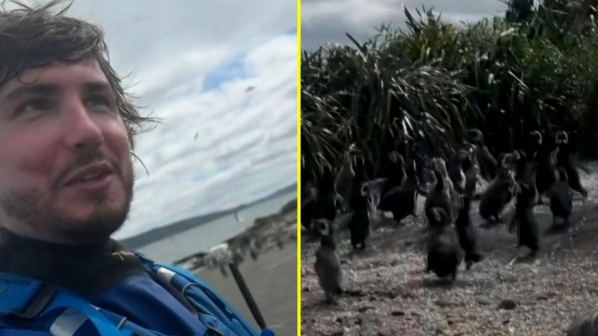 Alteraron su hábitat: Turistas rusos reaparecieron en Chiloé e invadieron zona de pingüinos magallánicos