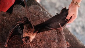 Alerta por murciélago con rabia en Los Andes: Estos son los síntomas de la enfermedad que puede ser mortal