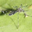 La Seremi de Salud de la Región Metropolitana informó la sospecha de hallazgo del mosquito Aedes aegypti, conocido por transmitir enfermedades como el dengue, en el Aeropuerto de Santiago.