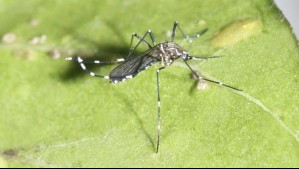 Mosquito que transmite dengue y otras enfermedades habría sido hallado en el Aeropuerto de Santiago