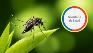 Detectado en el Aeropuerto de Santiago: Confirman presencia de mosquito que transmite enfermedades como dengue y fiebre amarilla