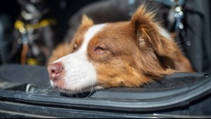 ¿Sales de vacaciones con tus mascotas fuera de Chile? Estos son los documentos que necesitas y los costos asociados