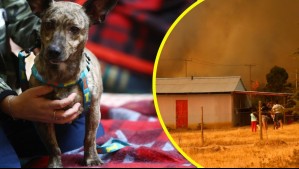 Incendios forestales: Así funciona plataforma creada para encontrar mascotas perdidas