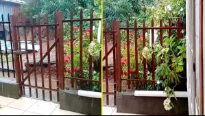 Video muestra caída de granizos en Lota: El sonido es impactante