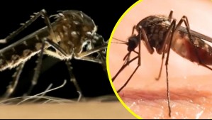 Alerta sanitaria por mosquito encontrado en el Aeropuerto de Santiago: ¿Qué recomendaciones entregan los expertos?