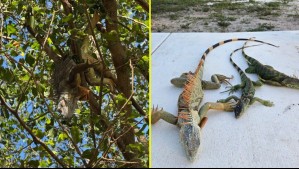 'Lluvia' de iguanas sorprende al sur de Florida: Las razones del fenómeno