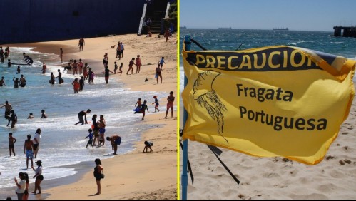 Seremi prohíbe el baño en playas de Algarrobo y El Quisco por presencia de fragata portuguesa