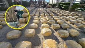 Cachorro facilita millonaria incautación: Detectó más de una tonelada y media de marihuana y cocaína
