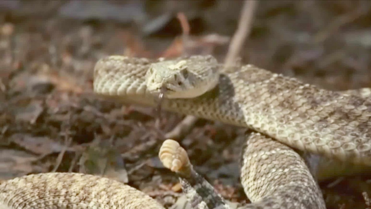 Alerta por serpiente cascabel suelta en la región de Valparaíso: Veneno puede ser mortal y no hay antídoto en Chile