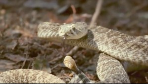 Alerta por serpiente cascabel suelta en la región de Valparaíso: Veneno puede ser mortal y no hay antídoto en Chile