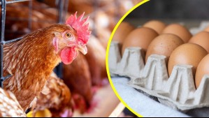 Cierra histórica avícola chilena de casi 70 años de historia: Estos son los motivos