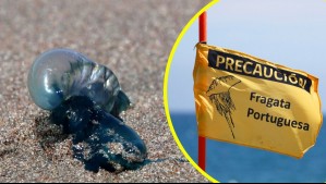 ¿Se prohibió el acceso a la playa?: Detectan fragata portuguesa en zona costera del Maule