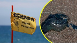 Levantan alerta por Fragata Portuguesa en Concón: Todas las playas de la región de Valparaíso habilitadas para el baño