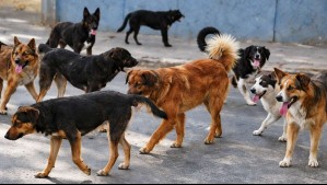 Niño de 6 años en estado grave tras ataque de jauría de perros en Punta Arenas: Su madre también fue herida al rescatarlo