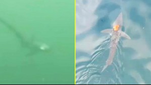 Tiburón en playa del litoral central: Expertos explican avistamiento y su relación con las altas temperaturas