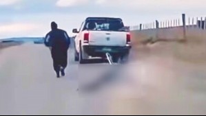 Vaca fue arrastrada por una camioneta: Denuncian grave caso de maltrato animal en Río Verde