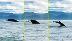 Espectacular avistamiento de ballena azul en las costas de Chiloé